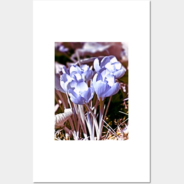 Crocus Infrared Wall Art by BonniePhantasm